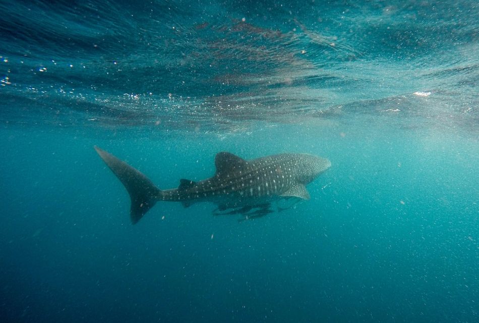 nadar con el tiburon ballena