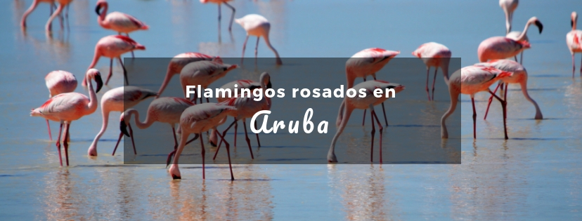 plan b viajero, La cruda verdad detrás de los flamencos rosados en la isla de Aruba