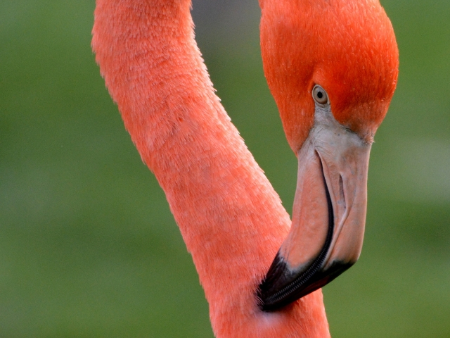 plan b viajero, turismo responsable, flamingo rosados