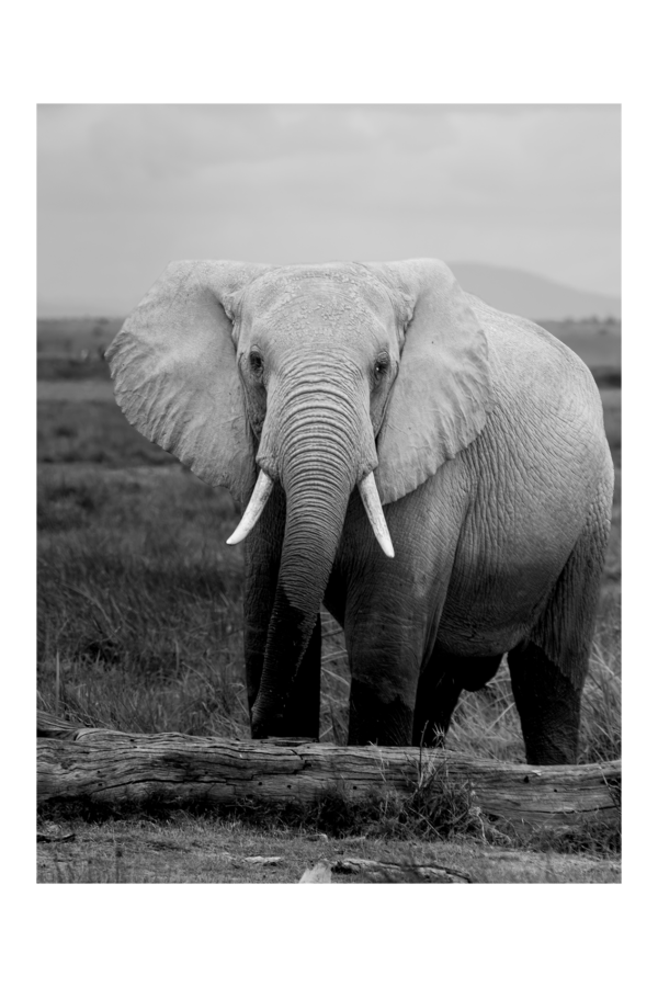 El Gigante de Amboseli - Imagen 2